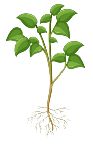 Une plante traitée au lombricompost pour améliorer sa croissance