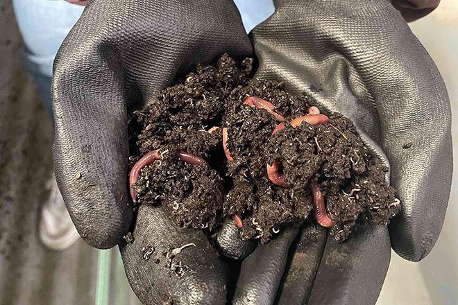 les vers de terre recyclent les dechets organiques en lombricompost qui sera ensuite filtre pour faire des produits biostimulants