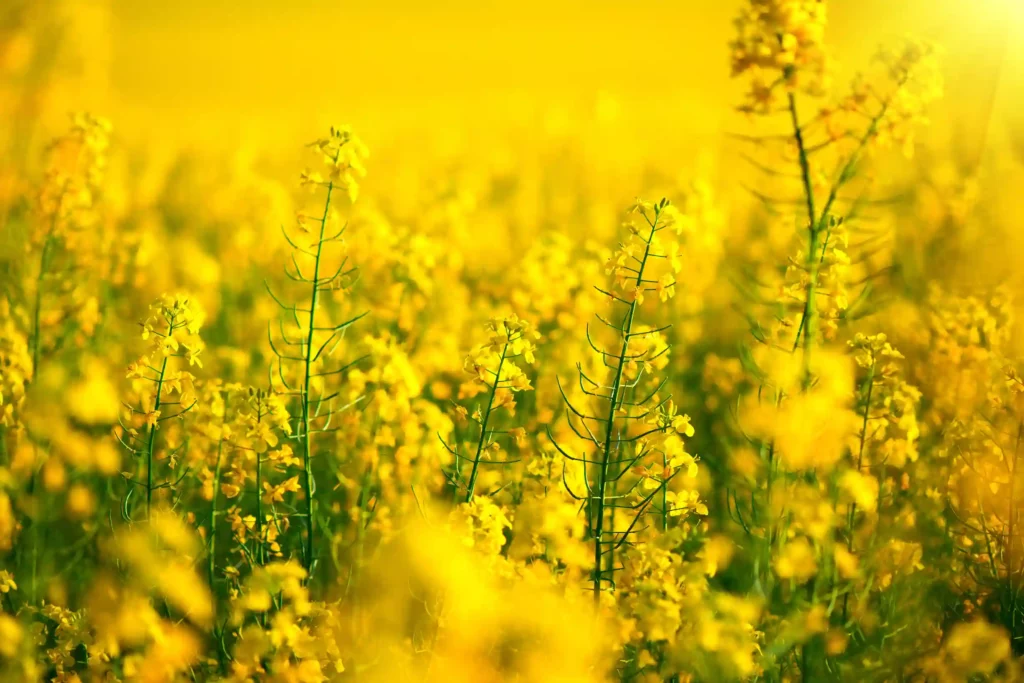 Champs de colza traité au biostimulant foliaire.