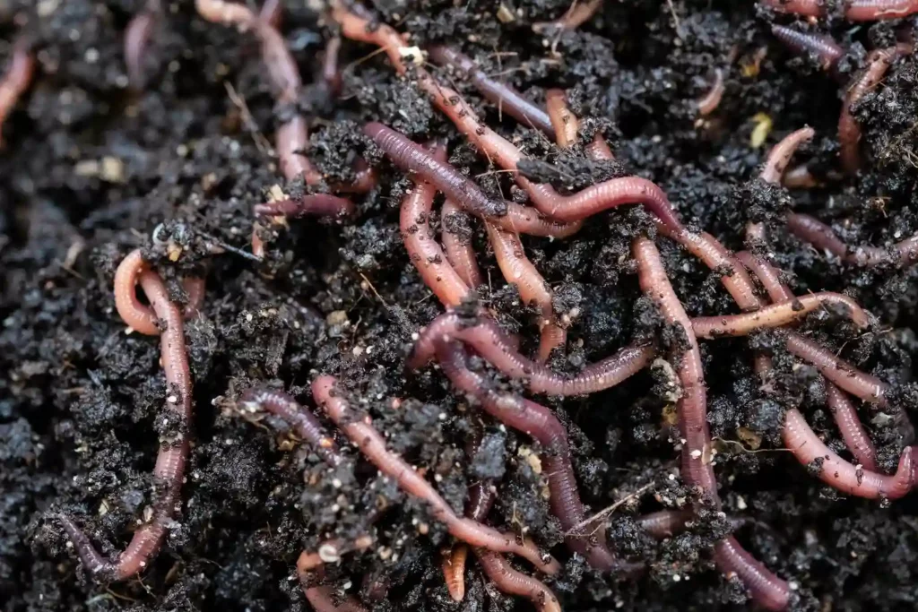 Compost généré par les vers de terre à partir de bio-déchets