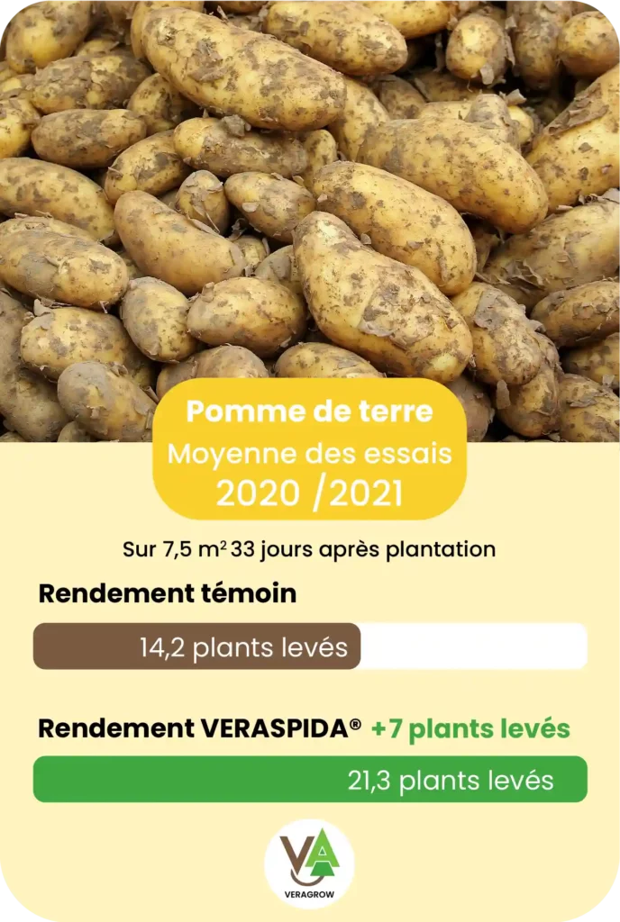 Résultat d'essai agronomique de Veraspida sur la culture de pomme de terre sur la saison 2021