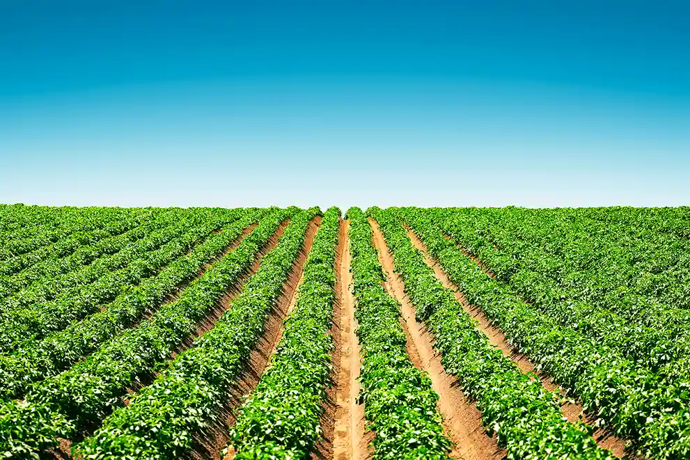 champ de pommes de terre avant floraison avec un ciel bleu en fond