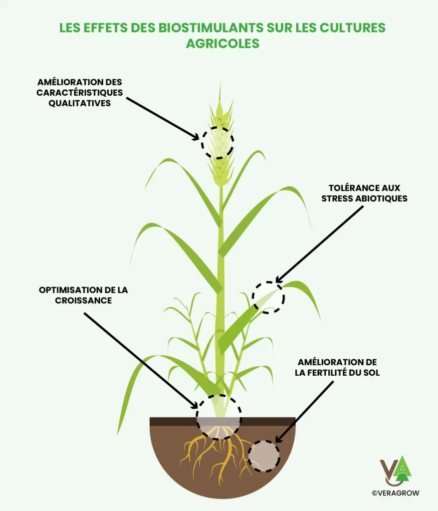 Schéma des avantages des biostimulants sur les cultures agricoles