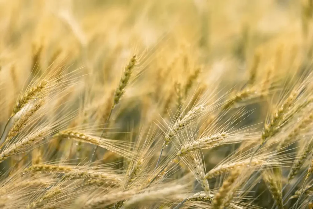 Champ de céréales à pailles