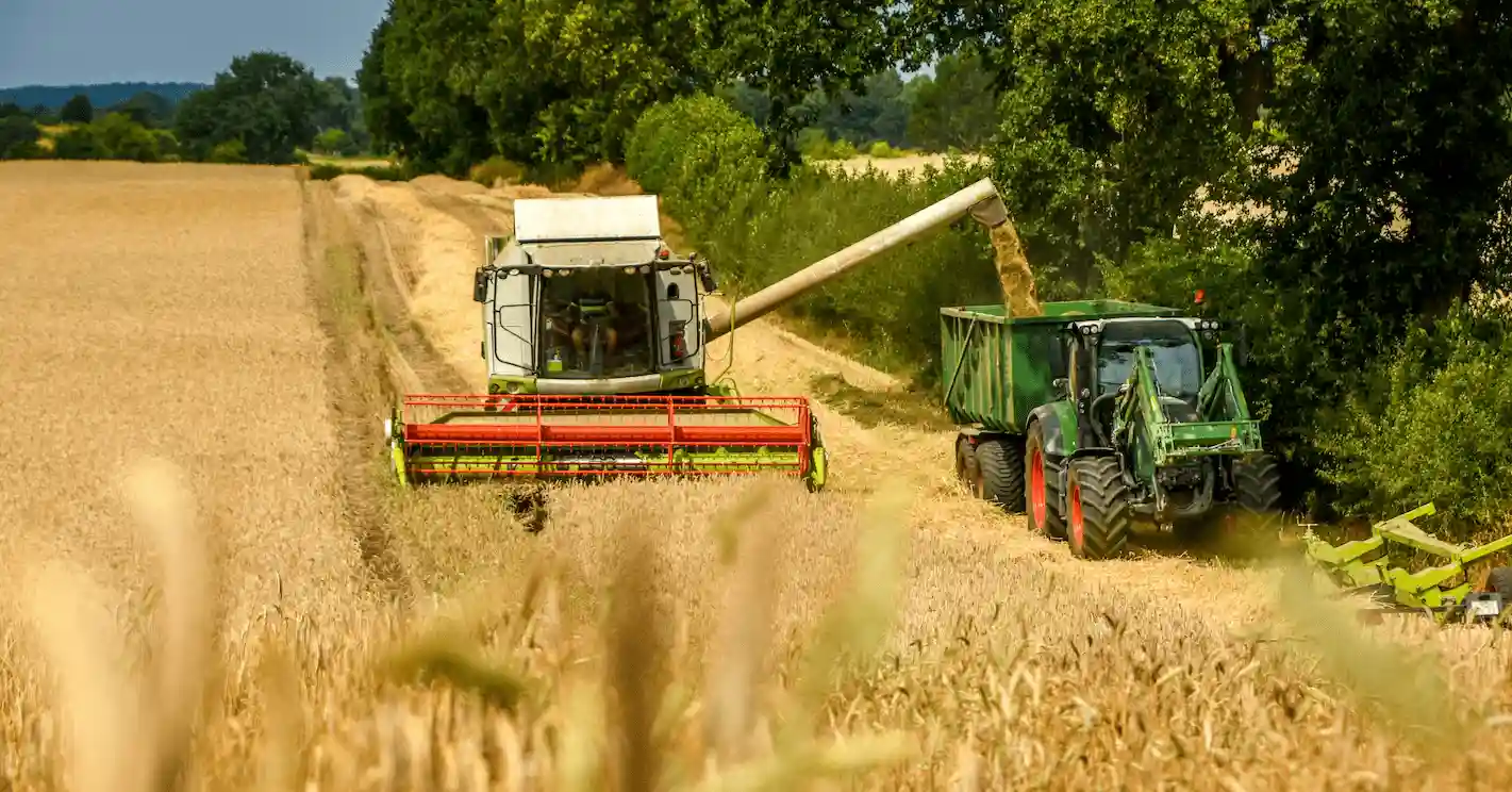 Moissonneuse en action dans un champ de blé, déchargeant les récoltes dans une remorque tractée par un tracteur, entourée de verdure et de champs sous un ciel dégagé.