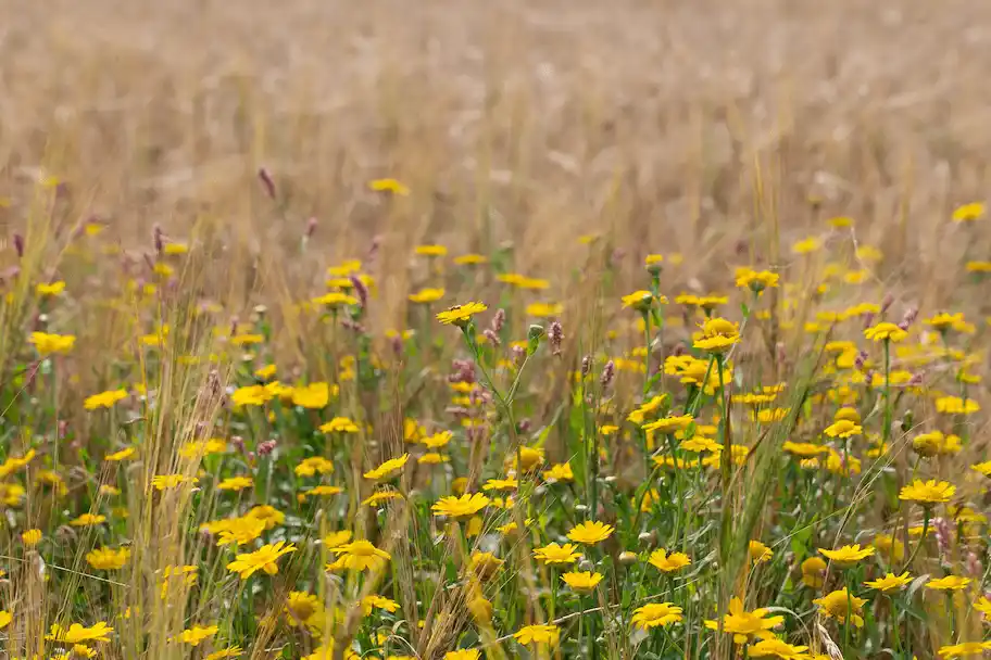 Fleurs sauvages jaunes poussant dans un champ de céréales, adventices dans un culture agricole.