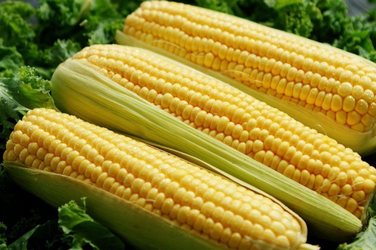 From above closeup green maize ears placed in green lettuce