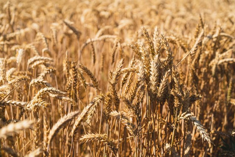 Golden ripe ears of wheat. Wheat field. Ears of golden wheat close up. The concept of planting and harvesting a rich harvest. Rural landscape.