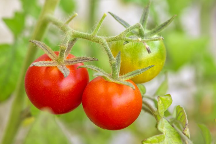 Close up of plants of red tomatoes