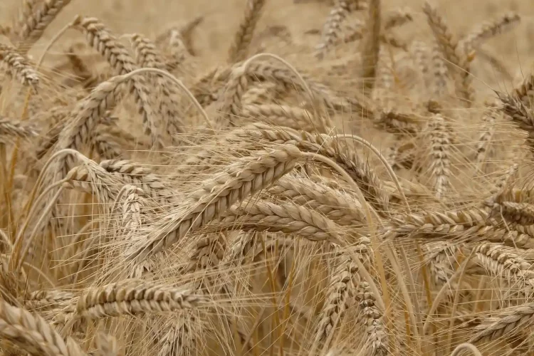 Champ de blé, dont la croissance a été optimisé par le fertilisant Veraleaf